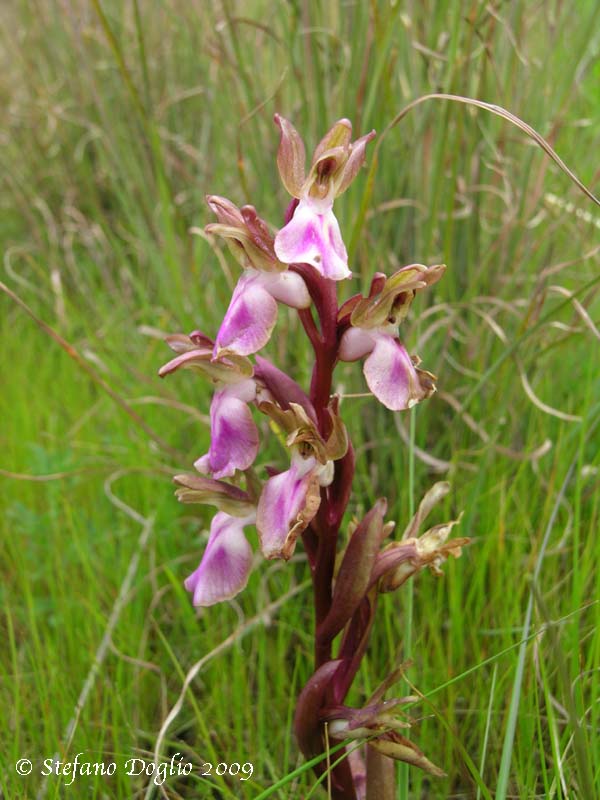 orchidee del Salento